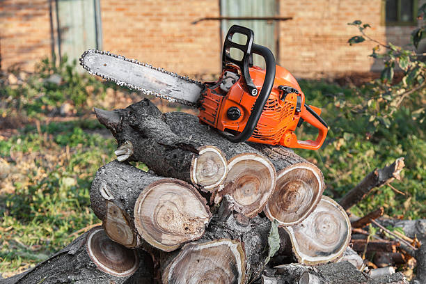 Best Tree Trimming Near Me  in Montara, CA